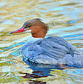 Common Merganser