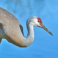 Sandhill Crane