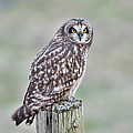 Short-Eared Owl
