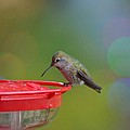 Hummingbird