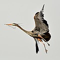 Great Blue Heron in flight