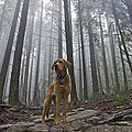 Sentinel