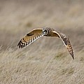 Short-Eared Owl in flight