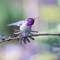 Anna's Hummingbird stretching